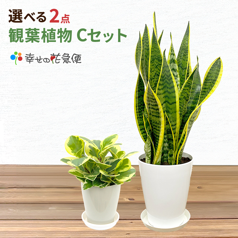 選べる観葉植物2点Cセット 人気 新築祝い : 観葉植物の生産直売 幸せの