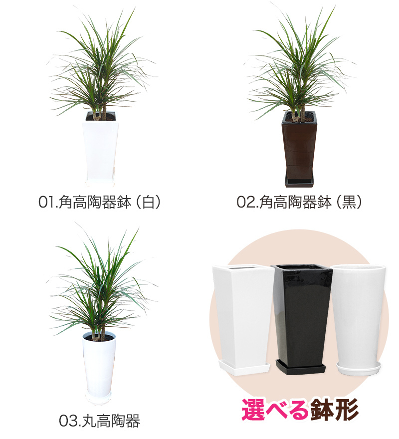 観葉植物 ドラセナ・コンシンネ6号鉢 送料無料 インテリア 人気