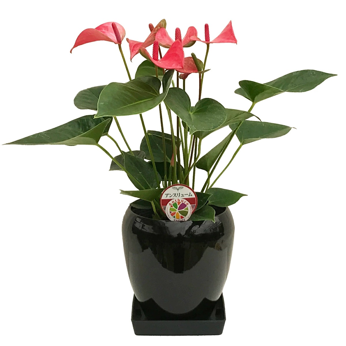 観葉植物 アンスリューム5号陶器鉢・選べる花色 人気 誕生日プレゼント