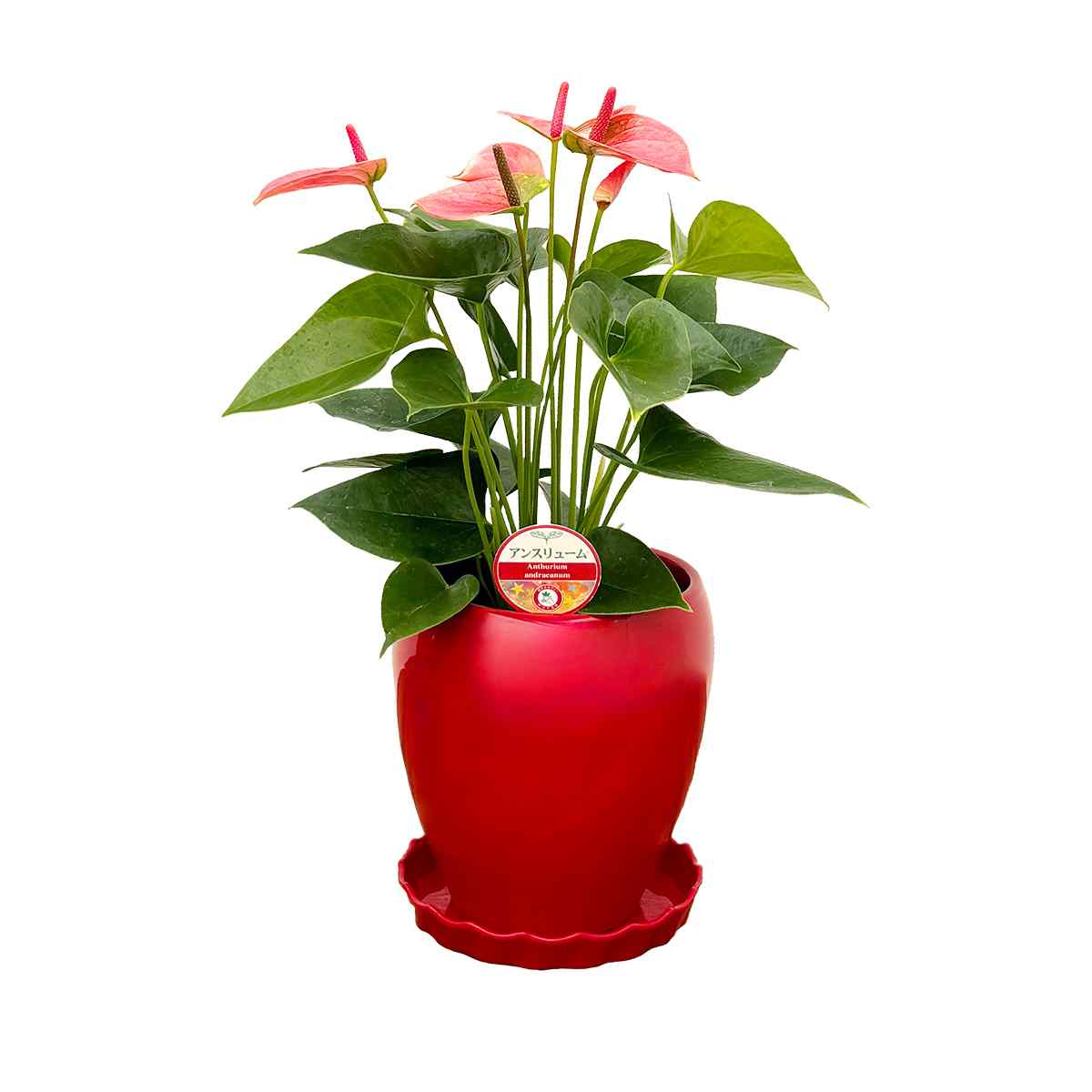観葉植物 アンスリウム5号陶器鉢・選べる花色 人気 誕生日プレゼント