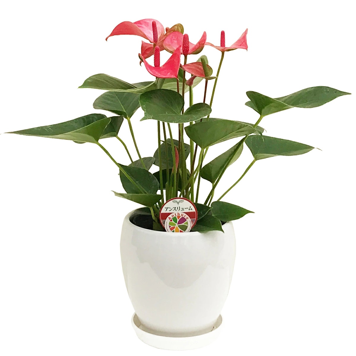 【セール】アンスリウム　ペンデュリフォリウム　No.003　鉢、送料込 セール】アンスリウム ペンデュリフォリウム No.003 鉢、送料込