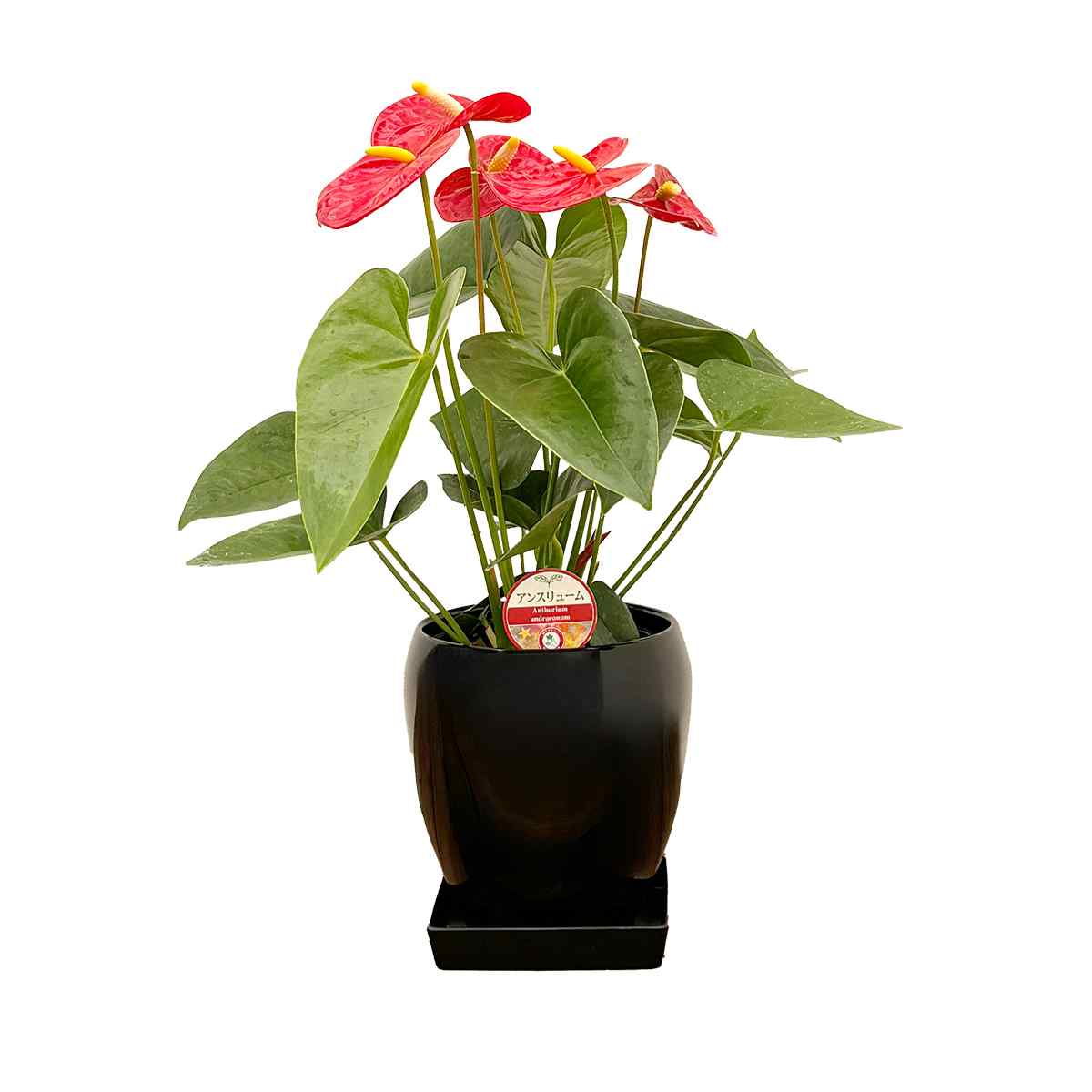 ジャックさん専用　アンスリウム ジャックさん専用 アンスリウム