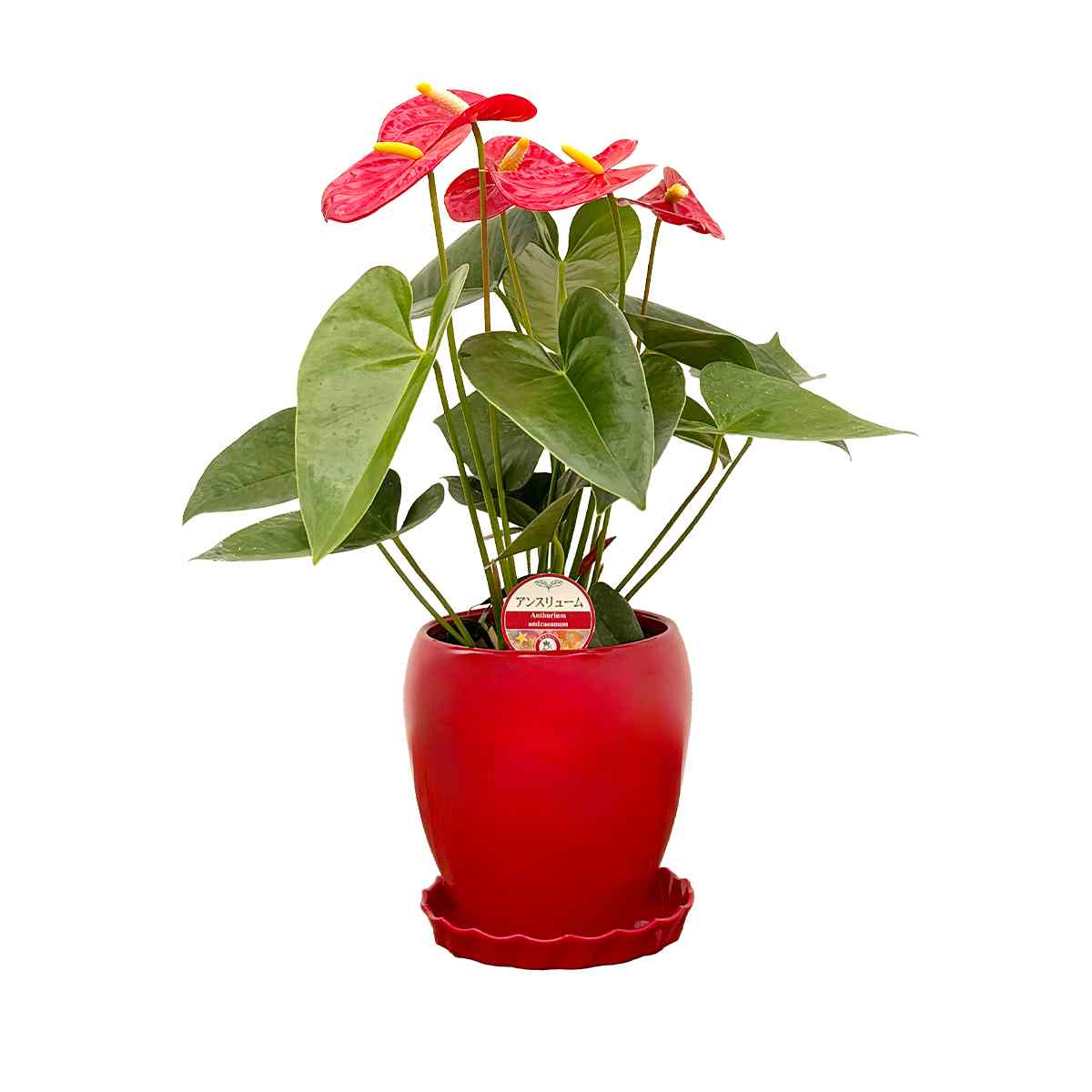 値下げ！アンスリューム♡銅葉　大株 値下げ！アンスリューム♡銅葉 大株 値下げ！アンスリューム♡銅葉 大株