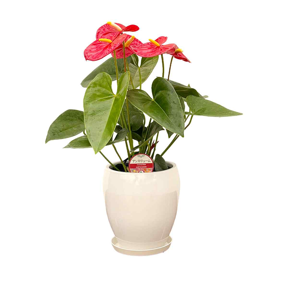 観葉植物 アンスリウム5号陶器鉢・選べる花色 人気 誕生日プレゼント 