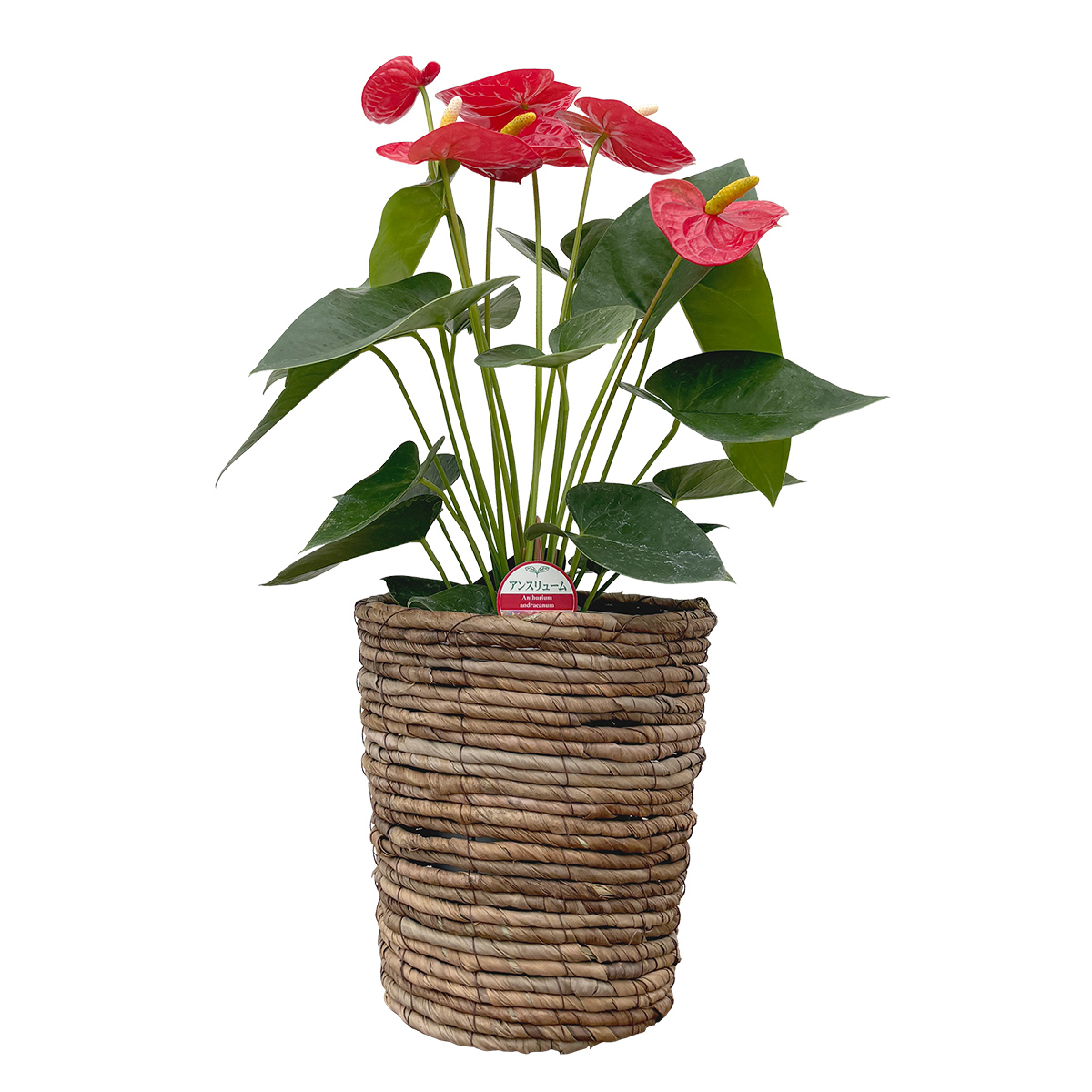 観葉植物 アンスリウム選べる6号鉢・花色レッド系 人気 新築祝い