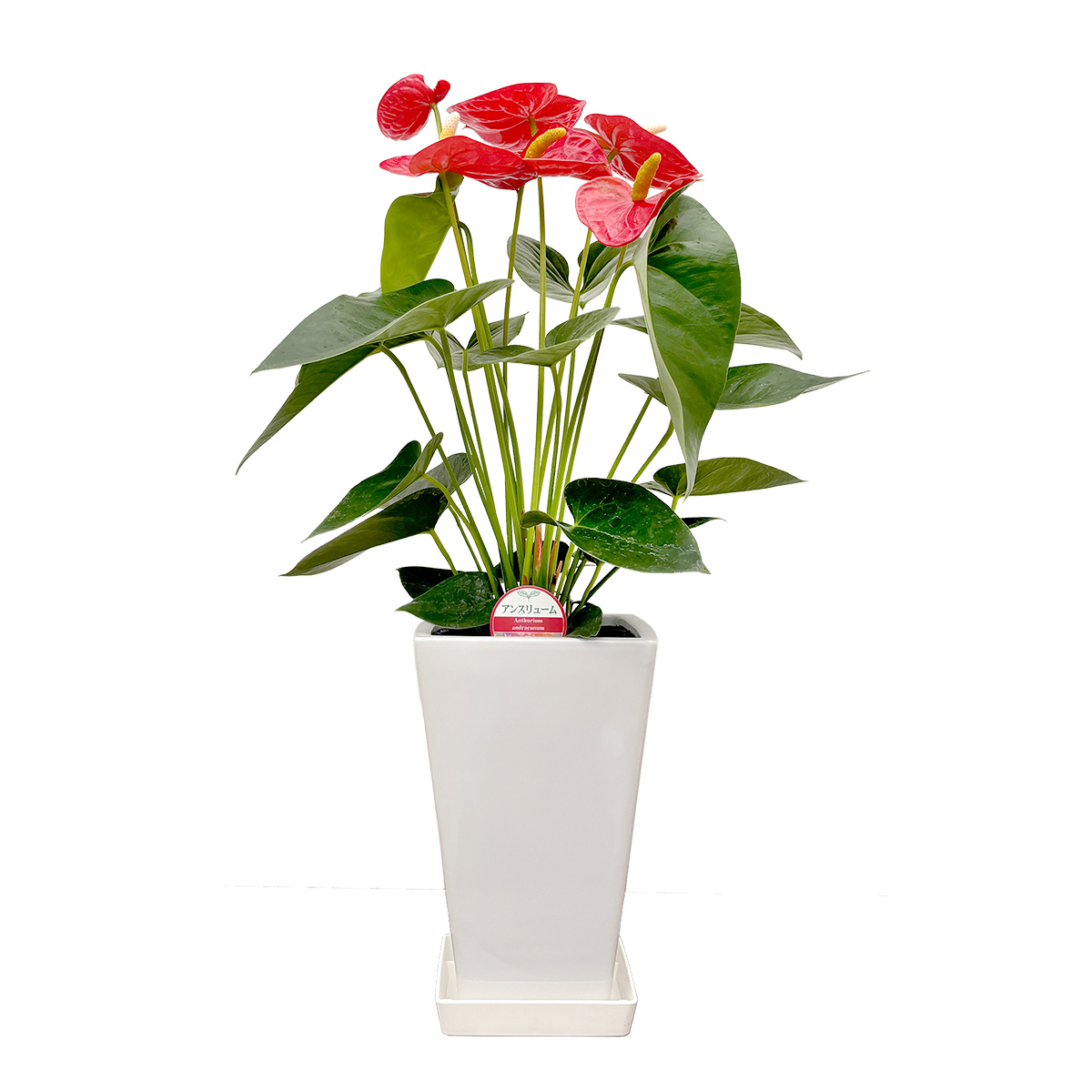 観葉植物 アンスリウム選べる6号鉢・花色レッド系 人気 新築祝い