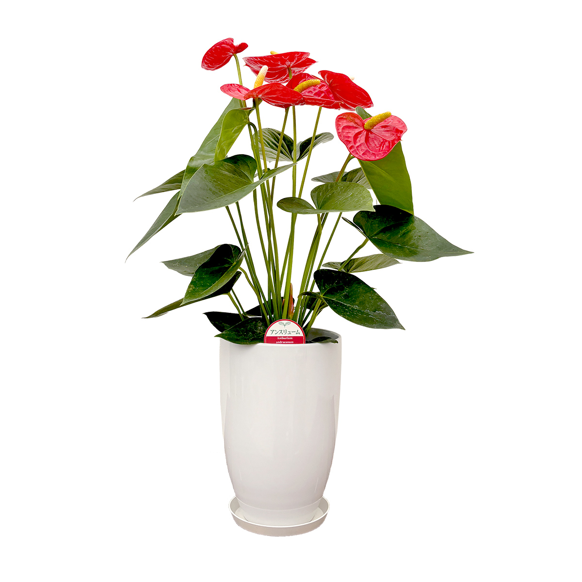 観葉植物 アンスリウム選べる6号鉢・花色レッド系 人気 新築祝い