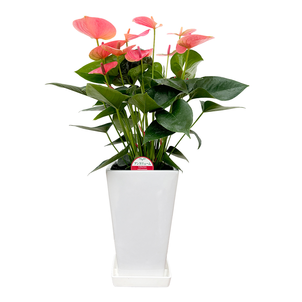 ピンクの花の観葉植物 ずっと眺めていたい！気分が上がる、ピンク色の観葉植物15