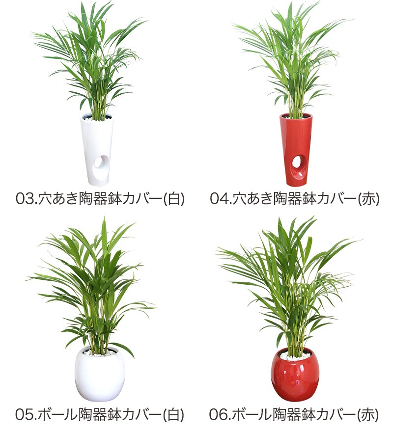 観葉植物 アレカヤシ 7号高陶器-角鉢(白黒) 新築祝い 人気 : 観葉植物