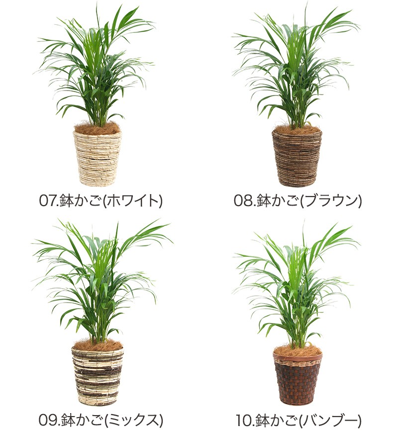 観葉植物 アレカヤシ 7号高陶器-角鉢(白黒) 新築祝い 人気 : 観葉植物