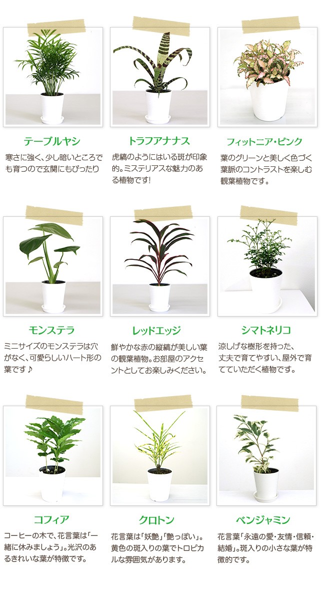 独特な店 観葉植物 1 その他 Www 11thspace Com 独特な店 観葉植物 1 その他 Www 11thspace Com