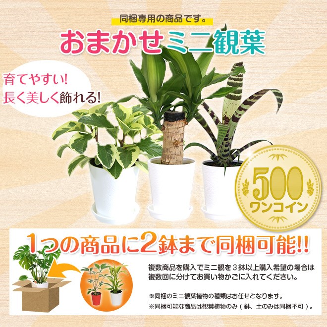 2400円 67 Off 3鉢セット おためし観葉植物おまかせ6号鉢サイズ