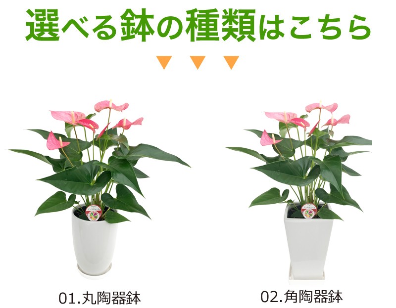 観葉植物 アンスリューム選べる6号鉢・花色ピンク系 人気 観葉植物 アンスリューム選べる6号鉢・花色ピンク系 人気