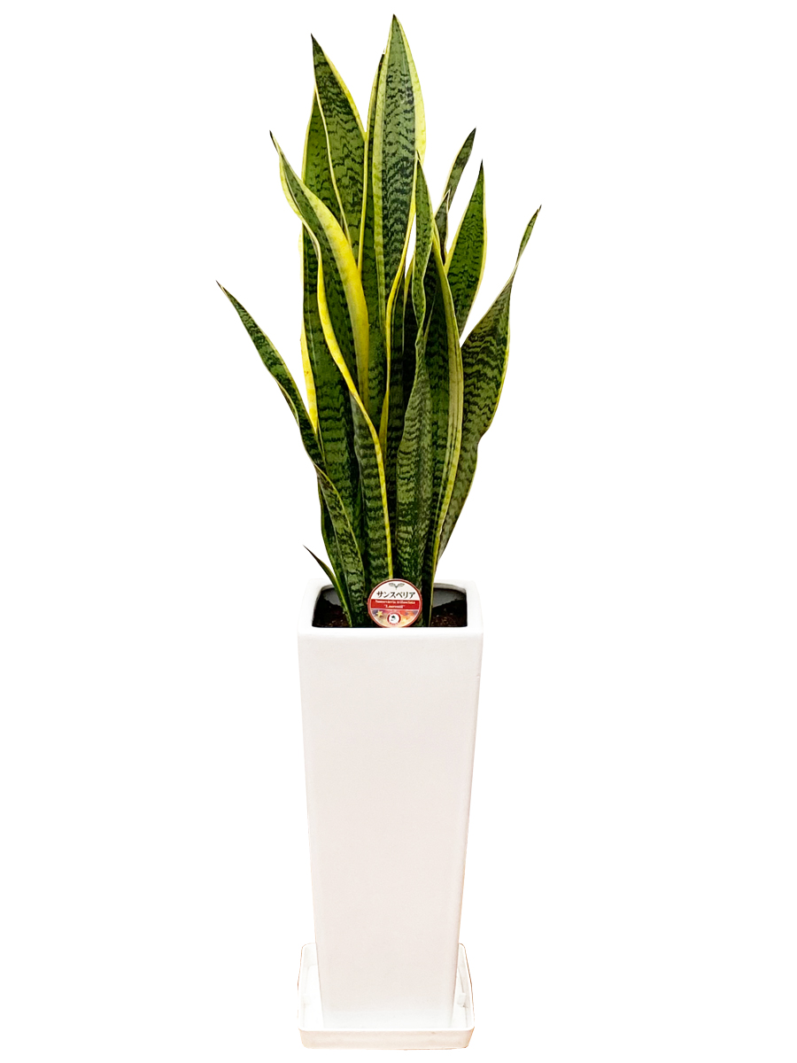 観葉植物 サンスベリア 7号陶器スリム-角鉢(白赤黒) 人気 新築祝い