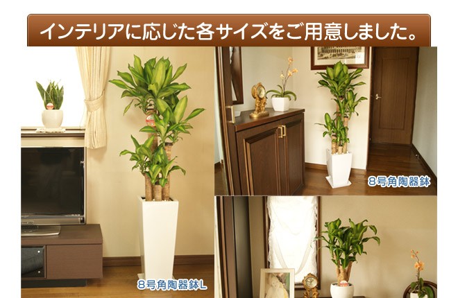 観葉植物 幸福の木8号プラスチック鉢 高さ約120cm 佐川急便 4月