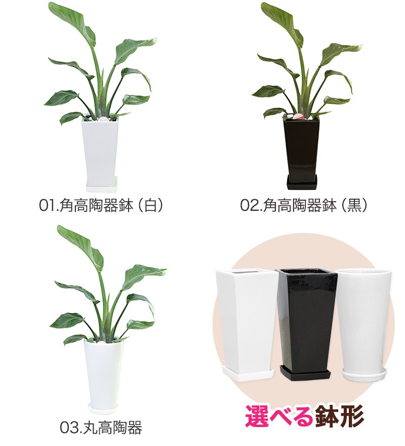 観葉植物 ストレリチア・オーガスタ6号鉢 おしゃれ : 10000200 : 観葉植物の生産直売 幸せの花急便 - 通販 - Yahoo!ショッピング