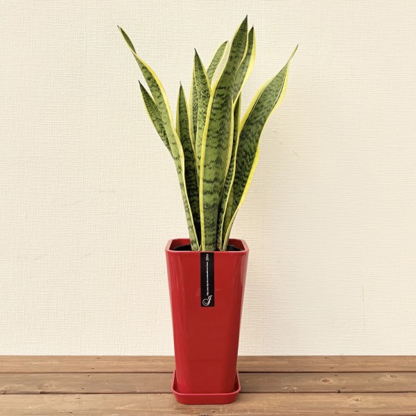 観葉植物 サンスベリア 6号鉢 開店祝い 人気 : 観葉植物の生産直売