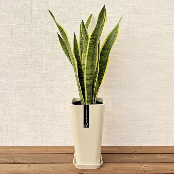 観葉植物 サンスベリア 6号鉢 開店祝い 人気 : 観葉植物の生産直売