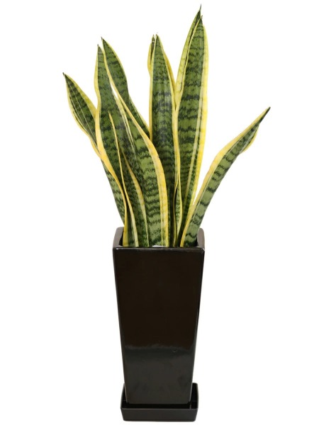観葉植物 サンスベリア 6号鉢 開店祝い 人気 : 観葉植物の生産直売