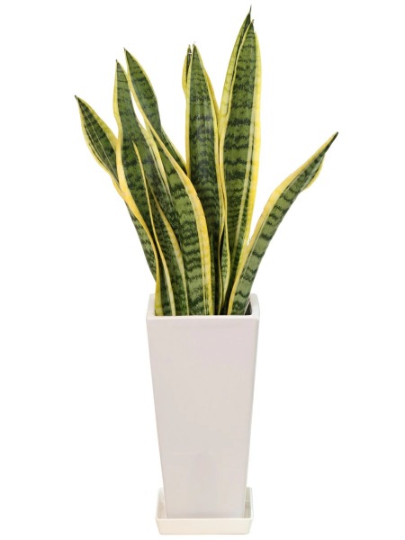 観葉植物 サンスベリア 6号鉢 開店祝い 人気 : 観葉植物の生産直売