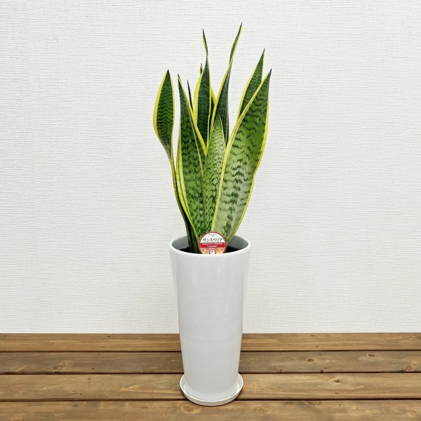観葉植物 サンスベリア 6号鉢 開店祝い 人気 : 観葉植物の生産直売