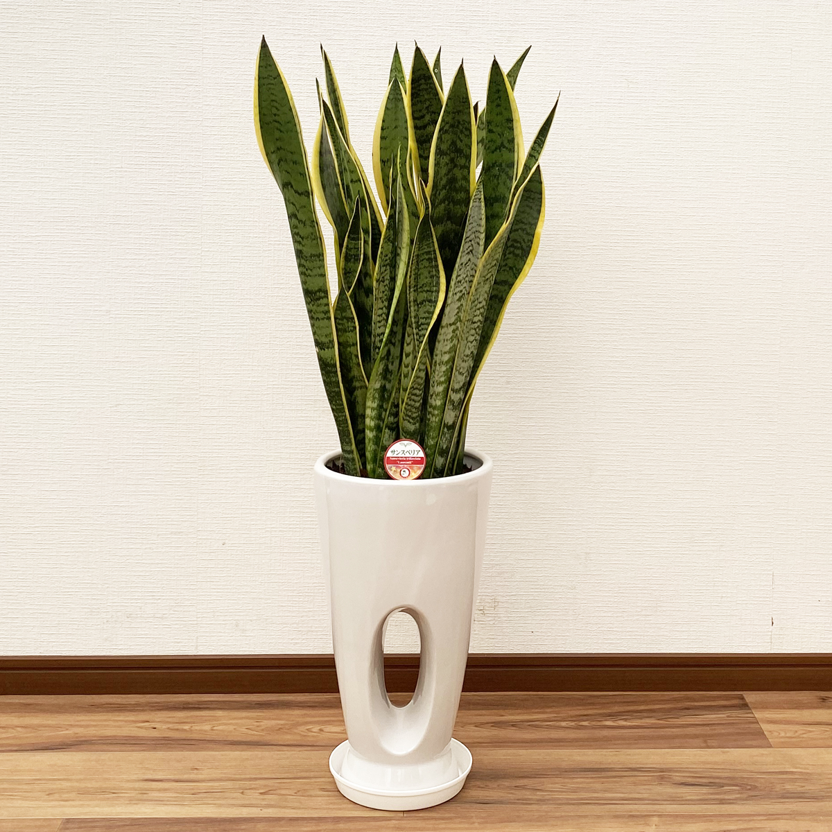 観葉植物 サンスベリア 7号穴高陶器鉢(白赤黒) 開店祝い インテリア