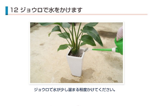 植え替え（６）