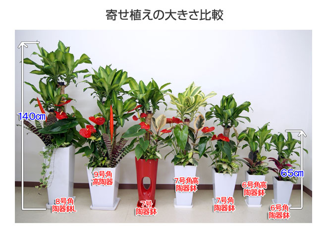 観葉植物 寄せ植え 幸福の木 9号陶器 角鉢 開店祝い 人気 大型 観葉植物の生産直売 幸せの花急便 通販 Yahoo ショッピング