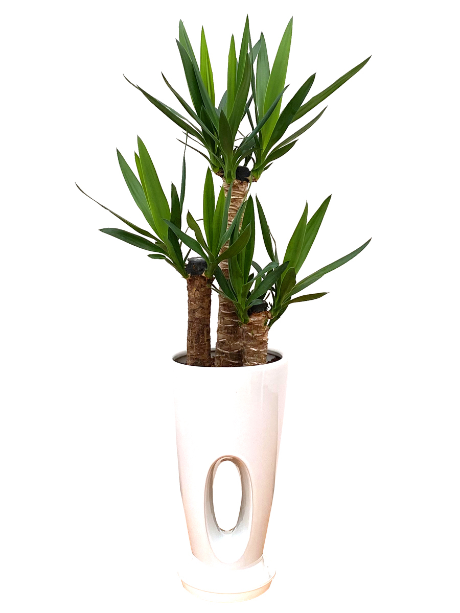 観葉植物 ユッカ(青年の木)7号穴高陶器鉢(白赤黒) 開店祝い インテリア