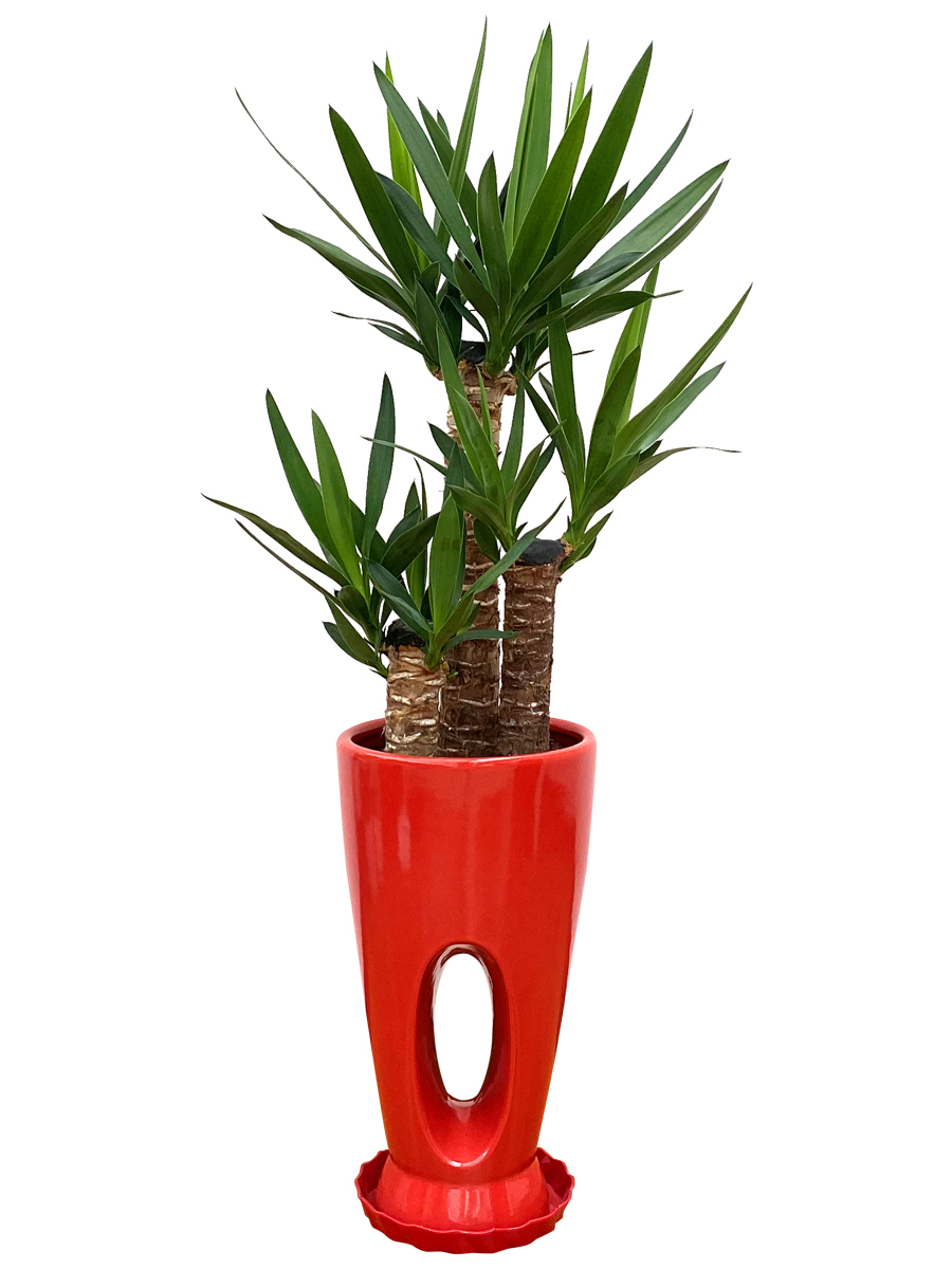 観葉植物 ユッカ(青年の木)7号穴高陶器鉢(白赤黒) 開店祝い インテリア