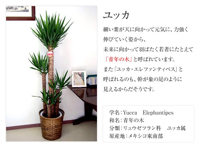 ☆予約販売商品☆観葉植物 ユッカ(青年の木)6号鉢 新築祝い お返し インテリア 人気 : 10000243 : 観葉植物の生産直売 幸せの花急便 -  通販 - Yahoo!ショッピング