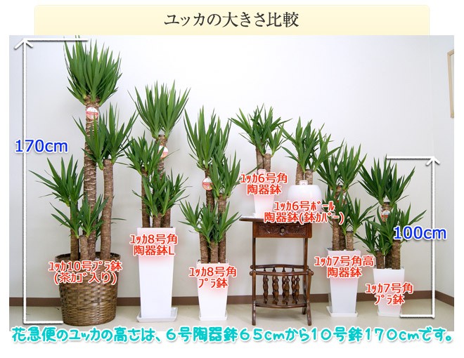 観葉植物 ユッカ(青年の木)6号鉢 新築祝い お返し インテリア 人気