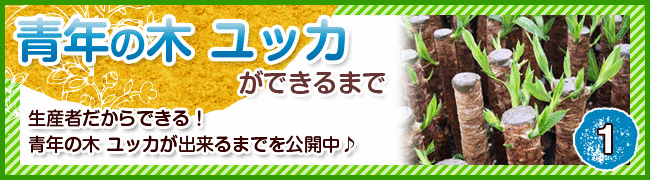 ユッカが出来るまで