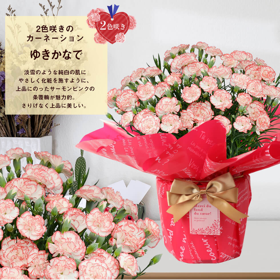 母の日 21 お花 カーネーション プレゼント 鉢植え ギフト Present Gift こだわりラッピング A イングの森 花 苗 育て方 通販 Yahoo ショッピング