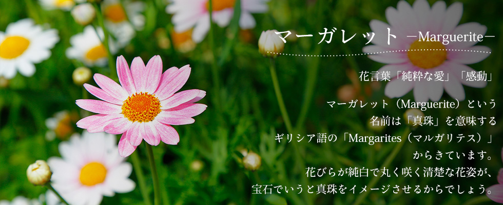 母の日 21 花 プレゼント Present 鉢植え ギフト 人気の選べるお花マーガレット ジャスミン ラベンダー クチナシ等 C イングの森 花 苗 育て方 通販 Yahoo ショッピング