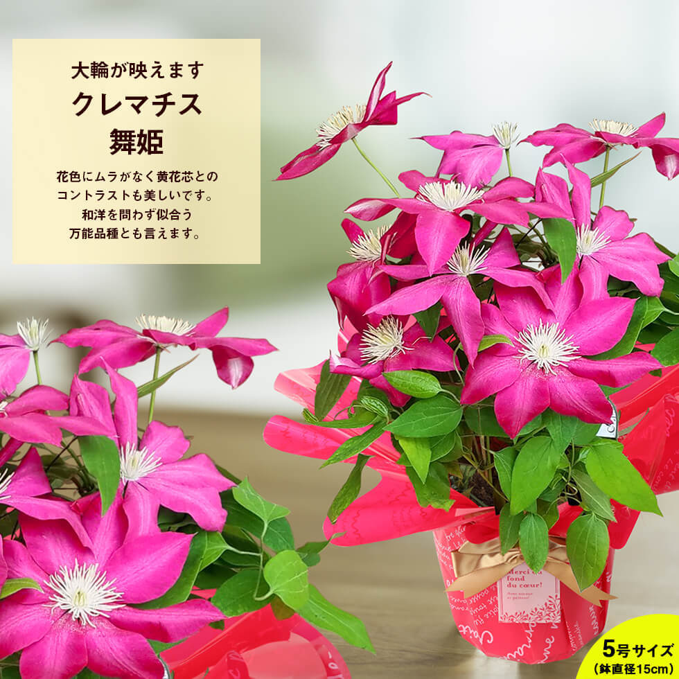 母の日 21 花 鉢植え プレゼントpresent ギフト 選べるお花 おしゃれ ベゴニア ブーゲンビリア クレマチス こだわりラッピング E イングの森 花 苗 育て方 通販 Yahoo ショッピング