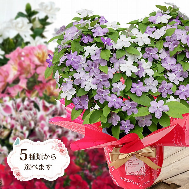 遅れてごめんね 母の日 2022 鉢植え 花 プレゼント ギフト インティカンチャ（アルストロメリア） クチナシ バンマツリ など 5種類から選べる  全国送料無料 :g-:イングの森 花 苗 球根 育て方 - 通販 - Yahoo!ショッピング