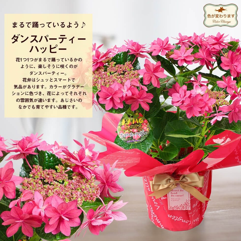 母の日 あじさい 鉢植え 紫陽花 22 プレゼント ギフト 花 アジサイ 50代 60代 70代 11種類から選べる5号サイズ こだわりラッピング I イングの森 母の日 プレゼント ギフト 花 通販 Yahoo ショッピング