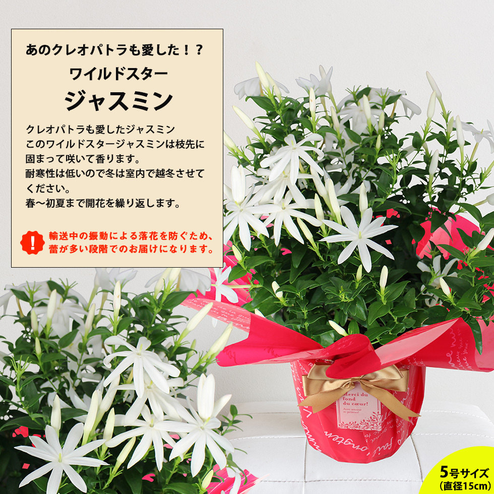 遅れてごめんね 母の日 鉢植え 22 花鉢 花 プレゼント ギフト リ60代 70代 80代 ップギャル ジャスミン マーガレット など E イングの森 花 苗 球根 育て方 通販 Yahoo ショッピング