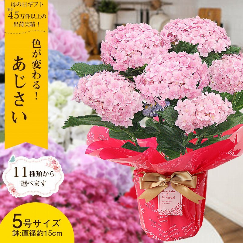 94円 春先取りの 母の日 父の日 23 花 プレゼント 紫陽花 あじさい