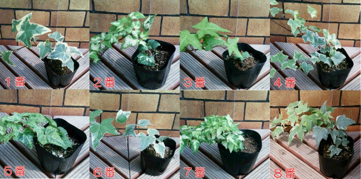 アイビー 観葉植物 苗 おしゃれ ヘデラ コレクション 1株 グランドカバー 宿根草 寄せ植え 室内園芸 ツル性 壁面緑化 イングリッシュガーデン N Ivy Coll イングの森 花 苗 育て方 通販 Yahoo ショッピング