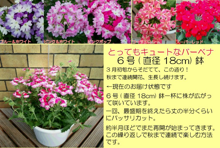 すぐに楽しめる6号サイズ鉢開花物 選べる5色のバーベナ 宿根草 広がる 鉢花 寄せ植えに N Verve6 イングの森 花 苗 育て方 通販 Yahoo ショッピング