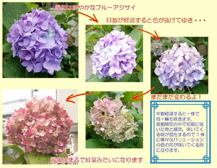 アジサイ 花 苗木 鉢植え 紫陽花 エンドレスサマー １株 色変わり 耐寒性 宿根草 あじさい イングリッシュガーデン 半日陰でも育つ N Ajisai Es イングの森 母の日 プレゼント ギフト 花 通販 Yahoo ショッピング