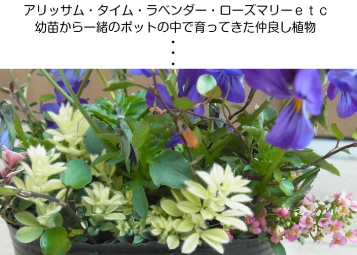 花 苗 ビオラを中心に 4〜5種 10.5cmポット 世界にひとつだけの花