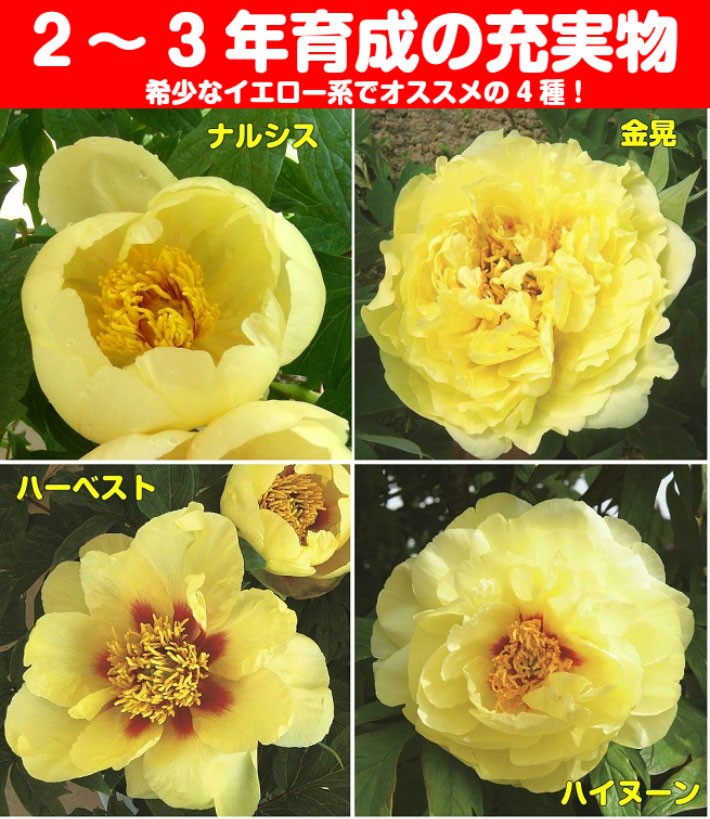 牡丹 花 ぼたん ボタン 鉢植えイエローコレクション 黄色系でお