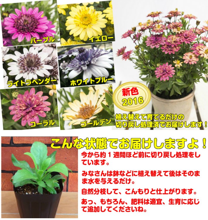 オステオスペルマム 苗 春の花 八重咲き ダブル咲で豪華 花色も特徴 ダブルファンシリーズ １株9cmポット N Osteo Wfun イングの森 花 苗 球根 育て方 通販 Yahoo ショッピング