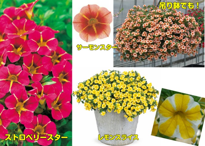 宿根草 カリブラコア Pw スーパーベル シリーズ １株 N Superbell イングの森 花 苗 球根 育て方 通販 Yahoo ショッピング