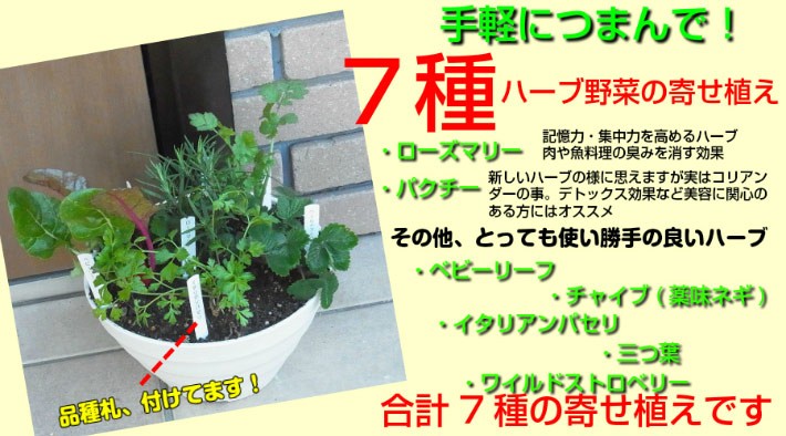 キッチンハーブ7種寄せ植え我が家のミニ ハーブガーデン必要な時にちょこっと つまんで ８号鉢に7種の使い勝手の良いハーブを寄せ植え Mn Yoseharb3 イングの森 花 苗 育て方 通販 Yahoo ショッピング