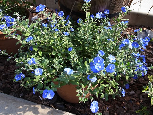 アメリカンブルー エボルブルス 花 苗 春 夏 冬 2株セット 寄せ植え 花壇 多年草 N Evolvulus Blue 2p イングの森 花 苗 育て方 通販 Yahoo ショッピング