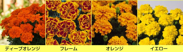 マリーゴールド ボナンザ 4色から選んでください ３株セットでのお値段です N Marigold o イングの森 花 苗 育て方 通販 Yahoo ショッピング